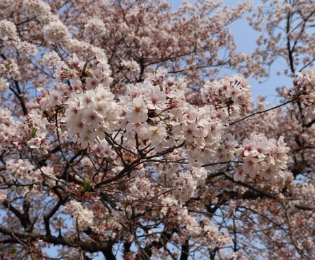 あなたの心に残るフォトをお届けします 自然体を生かし、一枚の写真で人の心を動かす写真家 イメージ2