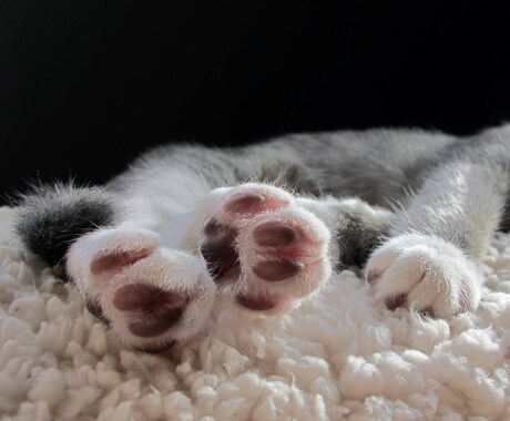 猫ちゃんのお悩みをお聞きします 保護猫と楽しく暮らすヒントをお教えします イメージ2