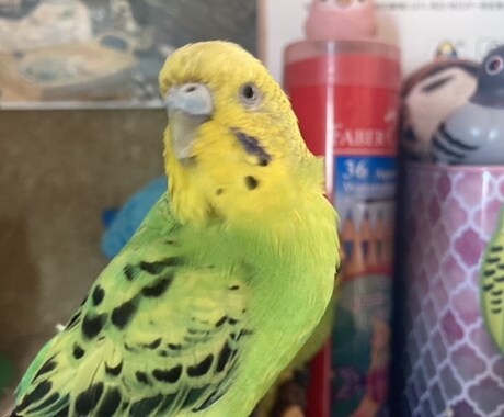 小動物（インコの）気持ちをみます 飼い主様にぺっとが伝えたいこと　タロットカードが代弁します イメージ1