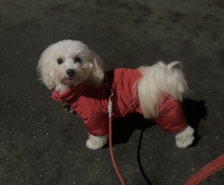 ペットショップ店員がペットのお悩み解決します 多くの動物の飼育経験をもつペットショップ店員が親身に対応 イメージ2