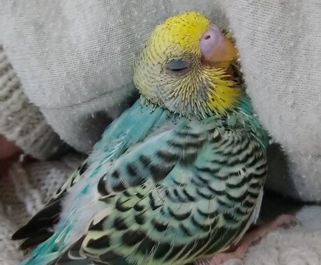 インコ・オウムの似顔絵作ります あなたの鳥さんを特別な絵にします！ イメージ2