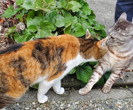 占い初心者が占います タロット占いなど占い初心者が占います。 イメージ1
