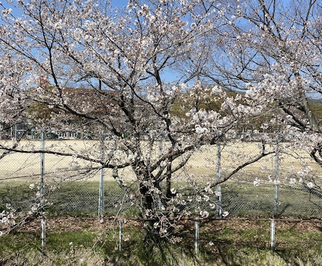 天然の広島のおばちゃんが、お話しをお聞きします 。愚痴・ストレス発散・悩みなどのお話・etc イメージ2