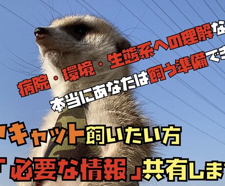 ミーアキャット飼おうか悩んでる方、相談乗ります 【準備出来てる？】実際に飼ってる私が必要な情報共有します イメージ1