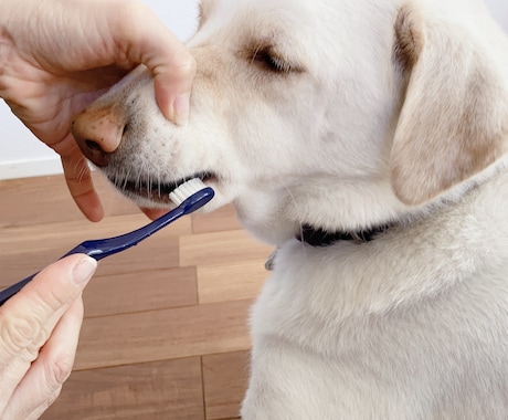 歯科衛生士が愛犬の歯みがきのご相談にのります 経験20年以上の衛生士が愛犬歯磨きを応援！ イメージ2