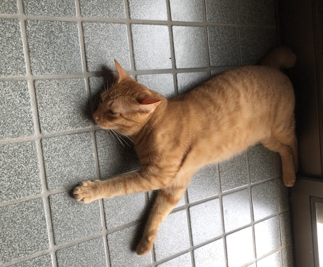 どんな事でもお話し聞きます 日頃の悩み、相談いっぱいして下さいね。すっきりした明日を！ イメージ1