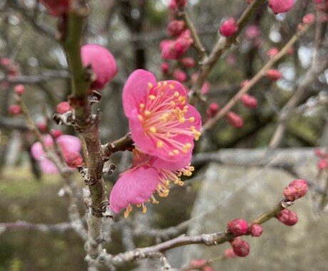 高次の神様からのメッセージお伝えします 沢山の神様から、あなたのお悩みをアドバイスして頂きます イメージ1