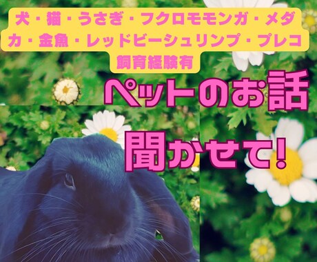 我が家のかわいいペット自慢のお話聴きます 犬猫ウサギモモンガ金魚メダカプレコ等飼育経験談など話し相手 イメージ1