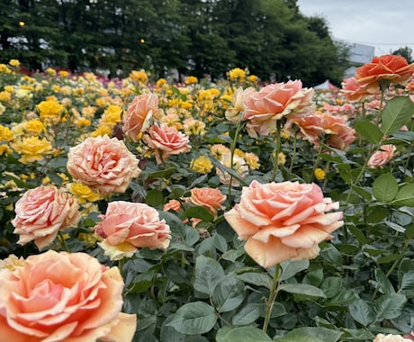 話す相手がいない日中に、話しをお聞きします 自分の話を聞いてほしい人最近あった出来事や気になることなど イメージ1
