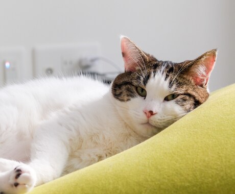 一人暮らしで猫を迎えたい方の相談に乗ります 一人暮らしで猫と暮らして4年。仕事しながら育てるコツを伝授！ イメージ2