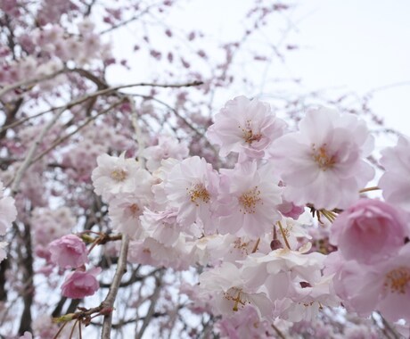 皆様の悩みを解決できるようにお話を聞かせて頂きます 多くの方に幸せになって頂けるよう、初心者ですが頑張ります♪ イメージ1