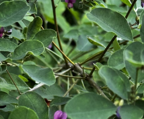 やさしく寄り添う、心をふっと軽くする時間を届けます つらいこと、悲しいこと、うれしいこと、安心して話せる場所です イメージ2