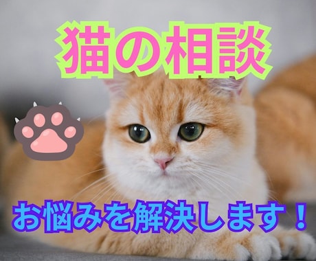 猫のお悩み相談や気持ち♡癖・治らない問題など視ます 猫好き占い師とタロット交えて問題解決します/気軽に占いも♡ イメージ1