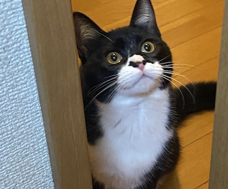 あなたのペットの気持ち、お伝えします 大事なペットとの絆をより深めるキッカケになるかも イメージ1