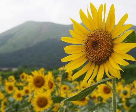 なんてことない話から真剣なお話までなんでも聞きます 話し相手を探している方へ、私が居ます! イメージ1
