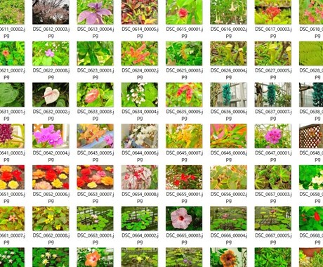 花・植物の写真素材168枚提供します 商用利用OK！Youtubeやブログの素材に！ イメージ1