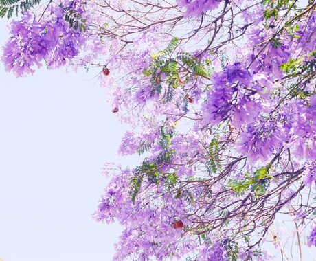 あなたの生まれた時の星たちを読みます あなたがあなたの魅力を大切にしたくなる占いを心がけます。 イメージ1