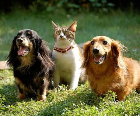 アニマル気功ヒーリング致します 大切な犬、ネコ、小動物などペットの元気をサポートする遠隔気功 イメージ2
