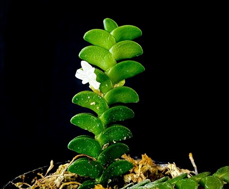 ガチ園芸店員がお家の植物のお悩み解決します 園芸店勤務の経験を活かして、観葉植物の相談に乗ります！ イメージ2
