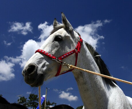 川崎競馬の攻略法教えますます オッズと馬番を確認するだけで買うべき馬券が見つかる イメージ1