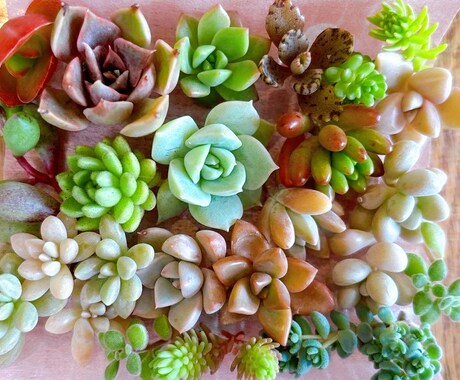 多肉植物の寄せ植え、お届けします 自家製多肉植物、管理方法とともにお届けします！ イメージ2
