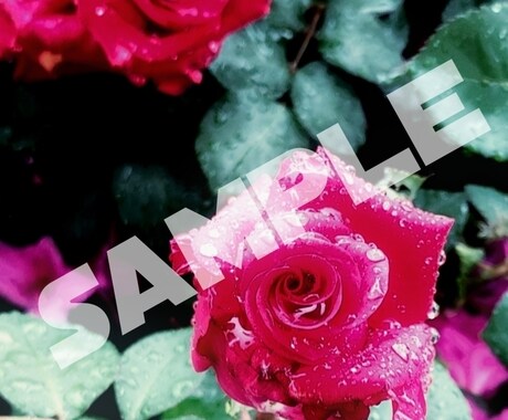 薔薇の花の写真、提供します スマホで撮った薔薇の写真を提供いたします。 イメージ2