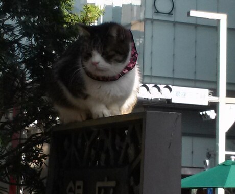 英語お教えします まったくの初心者の人でもお気軽に♬( •ω•ฅ） イメージ1