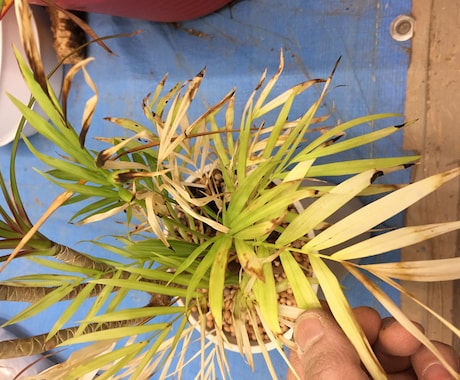 あなたの観葉植物の管理方法をお伝えします 業界歴14年‼ 管理は家の環境それぞれで違うの知ってます？？ イメージ2