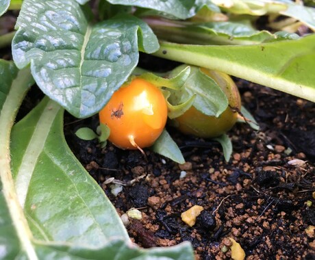 タロット占いで鉢植えの未来を占います 鉢植えの本当の気持ち、知りたくありませんか？ イメージ1