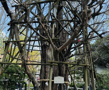 新橋で占いをやっているSaoと申します タロットで占います。恋愛、仕事、金運、総合運見れます イメージ1
