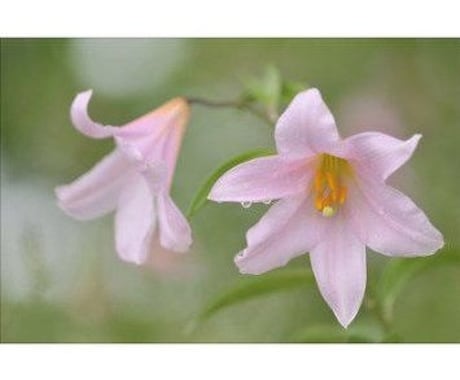 あなたにいま必要なメッセージ伝えます お誕生日やカードからお伝えします イメージ1