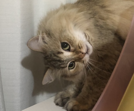 リピーター様その後の心情などお聞きします その後の起こった事を気兼ねなく呟いて下さい イメージ2