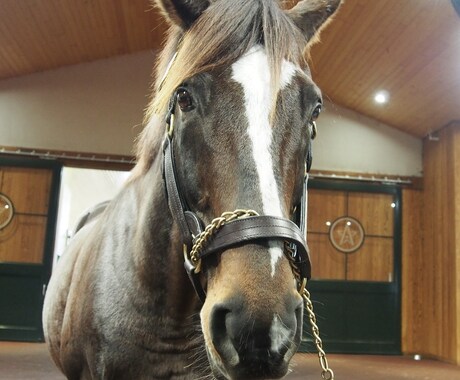 競馬好きが牧場で働けるようにアドバイスします 「チャット版」質問10個！　電話が苦手な方へ イメージ1