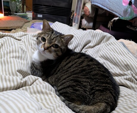 あなたの愛猫の気持ちを伝えます 猫ちゃんと幸せに暮らしましょう。 イメージ2