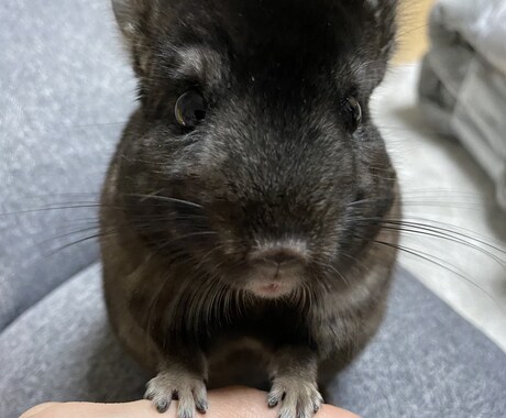 赤ちゃんの名前やペットの名前を一緒に考えます 大切な新しい家族のためにも後悔しない名前選びを共に致します！ イメージ1
