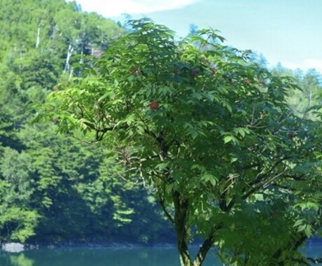 なんでも良いので話し相手になります 敬語ではなくフレンドリーに話します^_^ イメージ1