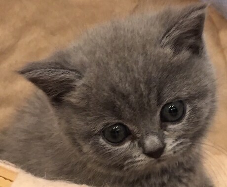 一人暮らしで猫さんを飼っている方のご相談に乗ります 猫を初めて飼うのに不安な方、多頭飼育、しつけのお悩みなど イメージ1