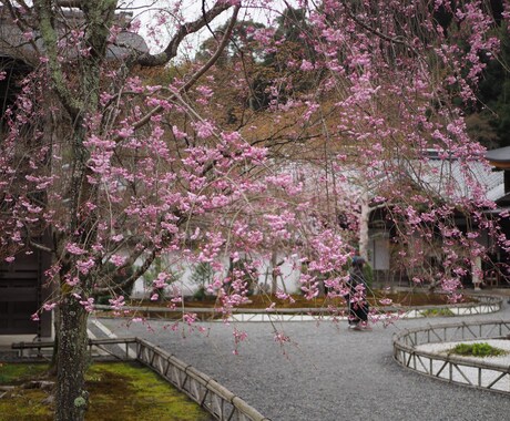 桜、紅葉など京都の動画、写真、レポート代行します 京都の気になるお店、場所確認代行　まずはなんでもご相談 イメージ2