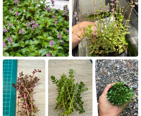 水草、メダカの育て方教えます 水草歴10年フリマアプリ販売数　年1万本 イメージ2