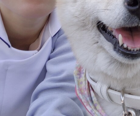 犬・猫の相談や質問に答えます 動物看護師の資格保有者が、犬猫と楽しく暮らすためにお手伝い！ イメージ1