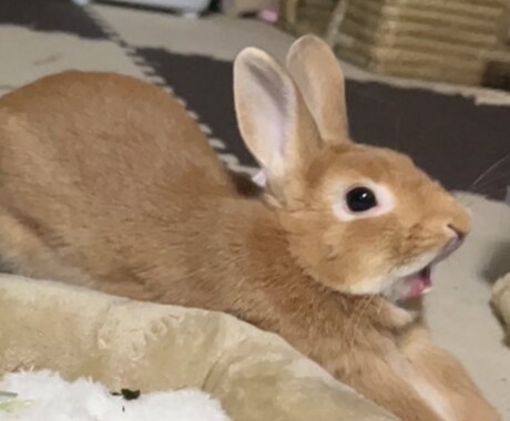 うさぎさんの可愛い写真提供します 我が家の可愛いうさぎの写真提供します！ イメージ2