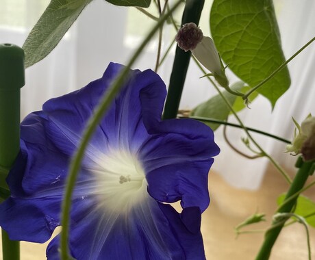 恋愛等について何でも話し聞きます 何でも聞くよぉ〜！おいで〜(⁎⁍̴̛ᴗ⁍̴̛⁎) イメージ1