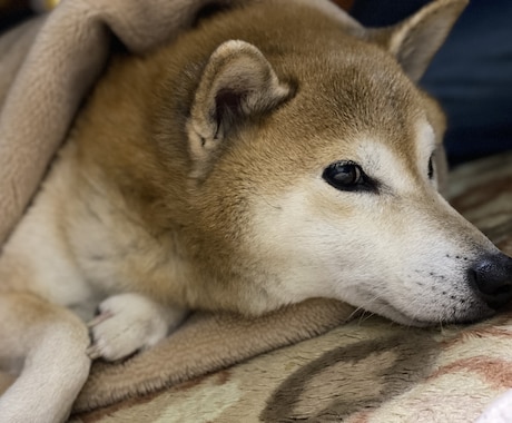 あなたのお悩み、日頃思ってることを聞きます 話し相手くらいの気軽な感じで。 イメージ1