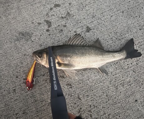 初めてやる釣りはこれ！を伝授致します どんな釣りをする、どんなものを用意すればいいかサポートします イメージ2