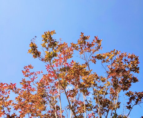 お相手様からの「ありがとう」を届けます 【お相手様があなた様に感謝していることなど】 イメージ1