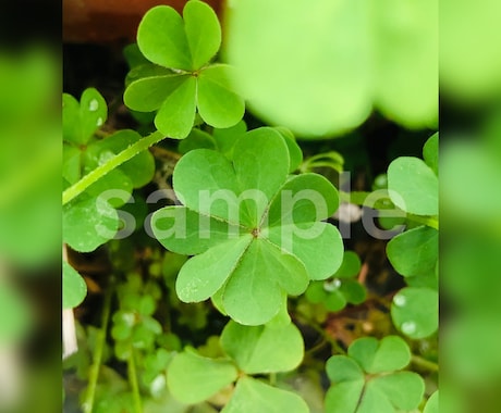 自然の写真を中心に素材をご提供いたします （SNSのアイコンや背景、広告などの商用利用にも／〜10枚） イメージ2