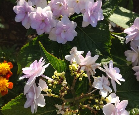 チャット占い６０分し放題！恋愛以外❗️を占います 電話サービスが苦手な方や、電話が出来ない理由がある方など向け イメージ2