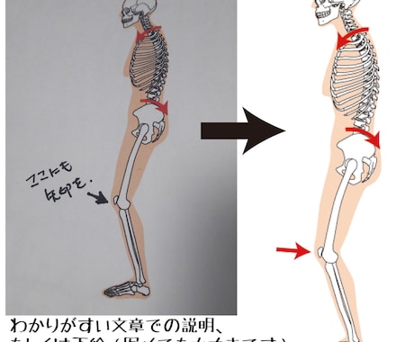 筋肉・骨格図の修正や追記をします 制作・公開している筋肉・骨格図のカスタム修正をします。 イメージ1