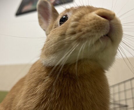 うさぎの写真提供します イメージ1