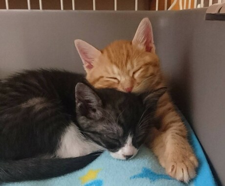 寂しい、眠れないそんな夜にそっと寄り添います 誰かと繋がりたい、そんな日はのんびり・ゆったりと イメージ2